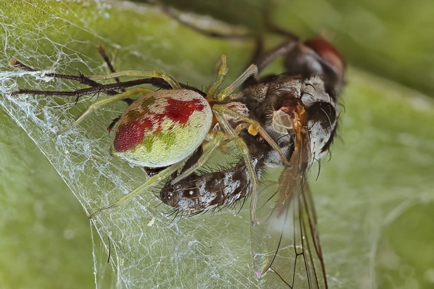 Araneus? No, Dictynidae: Nigma puella  - La Spezia